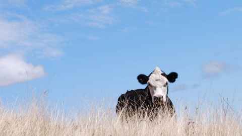 Cow standing in a field.