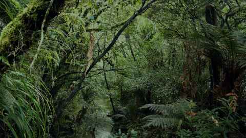 Dense native forest.