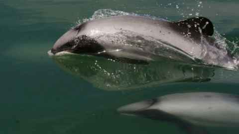 Maui Dolphins