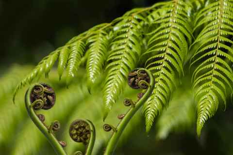 fern