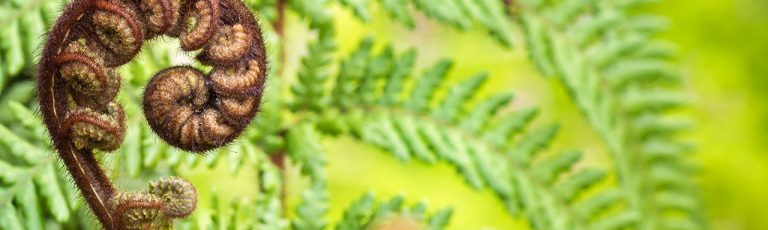 Unfurling fern frond with open green fern leaves in the background