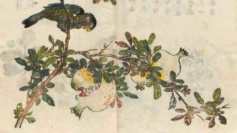 artwork of a parrot eating pomegranates 