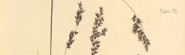 Buchanan grasses