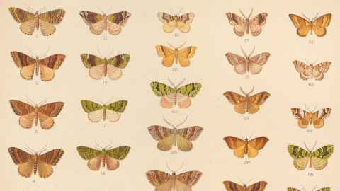 Illustration of butterflies from: NZ moths and butterflies.