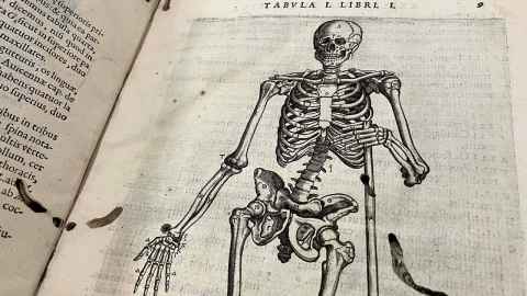 Detail of illustration of a human skeleton from: Vivae imagines partium corporis humani
