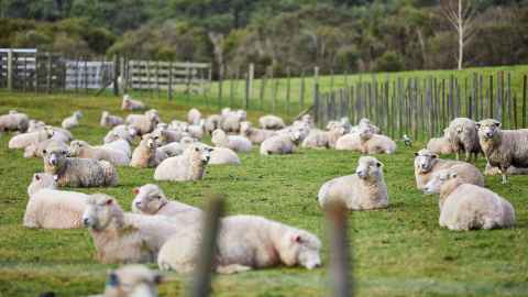 Sheep resting in paddock