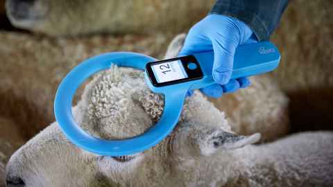sheep being scanned