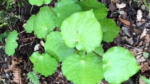 The kawakawa plant.