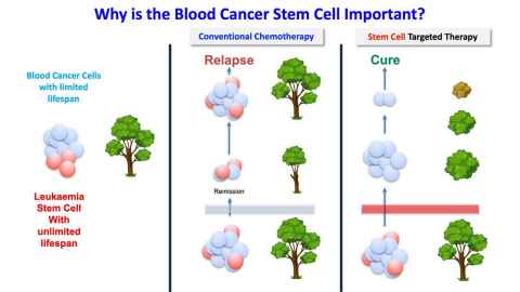 Figure showing how stem cells are like the roots and trunk of a tree. Current chemotherapy removes the leaves, but leaves the roots and trunk, so the leaves or cancer grows back.