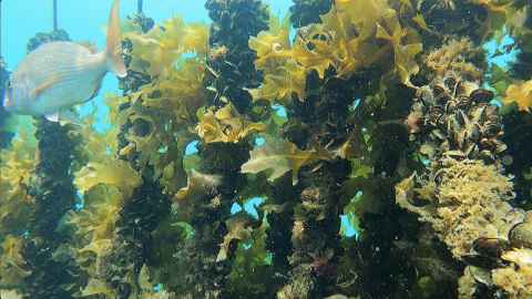 Australasian snapper swimming amongst lines of farmed mussels with attached kelp