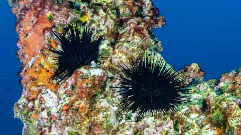 Longspined sea urchins. Photo: Arie Spyksma 