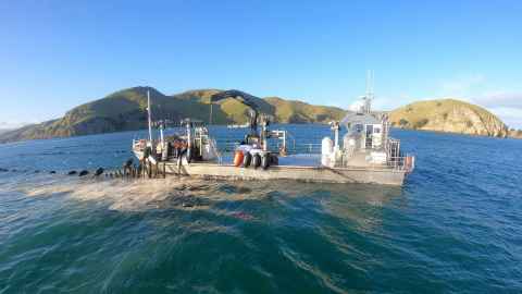 Kūtai (green-lipped mussels) being harvested in the Hauraki Gulf. They will be placed in Kawau Bay