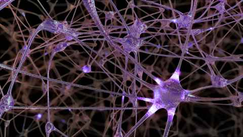 Image of purple neurons.
