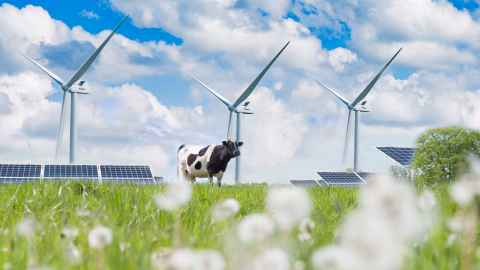 cow amidst wind and solar array istock