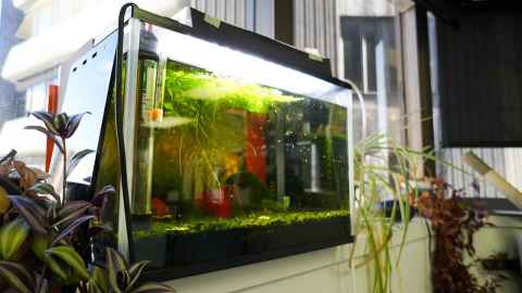 Biomimetics Lab fish tank