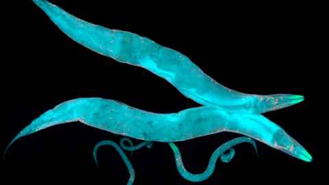 The world of microRNA research is now vast and new discoveries are made on a regular basis – thanks to the research done by scientists into a tiny strip of RNA first identified in C. elegans