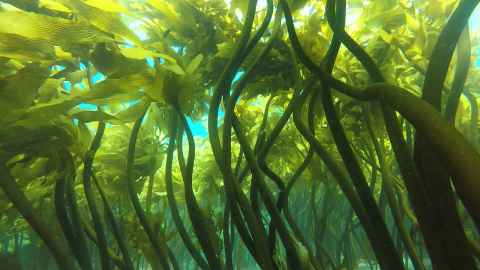 There is much evidence that generous crayfishing catch allowances lead to loss of kelp forests.