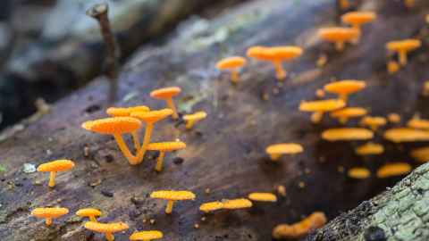 Image of orange mushrooms growing, found in New Zealand