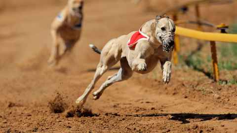 Greyhound dog racing at full speed