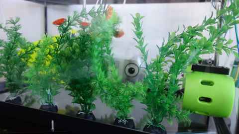 Fish tank with Taddy's big eye peering out from behind the artificial weed