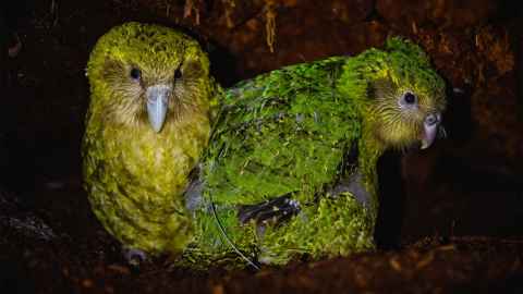 Mother and chick. Photo by Jake Osborne, DOC  Mother and chick. Photo by Jake Osborne, DOC