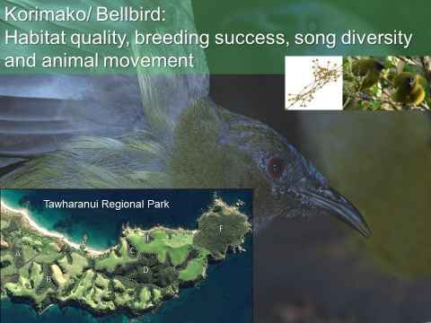 Korimako/Bellbird: Habitat quality, breeding success, song diversity and animal movement