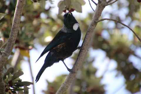 SCI028: image of tui in tree