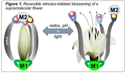 SCI065: Reversible stimulus-initiated blossoming of a supramolecular flower