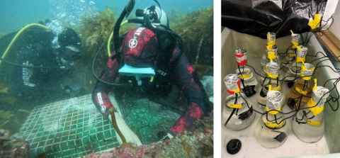 Diver taking samples